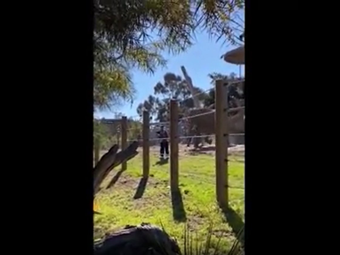 Video muestra a un elefante embiste contra un hombre y su hija de dos años después de que él “irrumpió” en el recinto del zoológico de San Diego