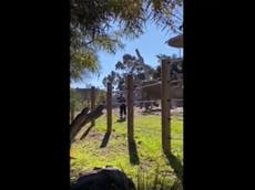 Video muestra a un elefante embiste contra un hombre y su hija de dos años después de que él “irrumpió” en el recinto del zoológico de San Diego