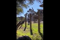 Video muestra a un elefante embiste contra un hombre y su hija de dos años después de que él “irrumpió” en el recinto del zoológico de San Diego