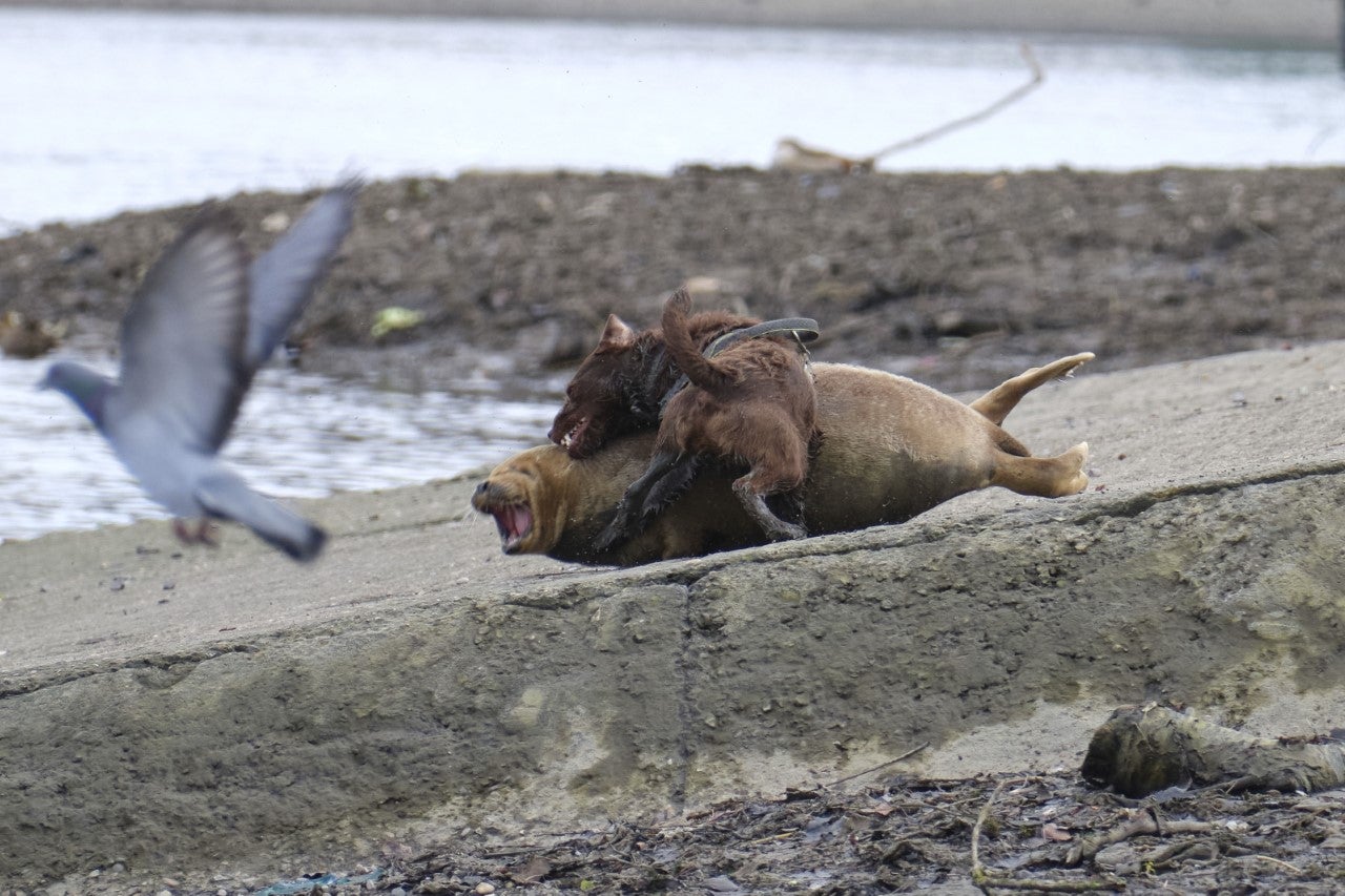 Mujer que paseaba al perro que mordió fatalmente a Freddie la foca es una destacada abogada