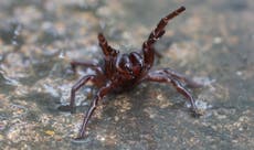 Por lluvias, habitantes en Sídney reportan presencia de arañas venenosas en sus hogares  