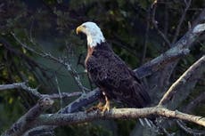 La población de águilas calvas de Estados Unidos se cuadruplica