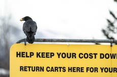 Alaska: Cuervos acechan a los compradores de una tienda Costco y roban su comida