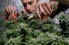 Legisladores de Nueva York llegan a un acuerdo para legalizar la marihuana recreativa