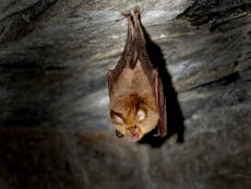 Es probable que el coronavirus haya pasado a los humanos de los murciélagos a través de un animal desconocido: OMS