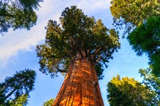 El público dona más de $200,000 a cinco niños que quedaron huérfanos después de que la caída de un árbol mató a sus padres