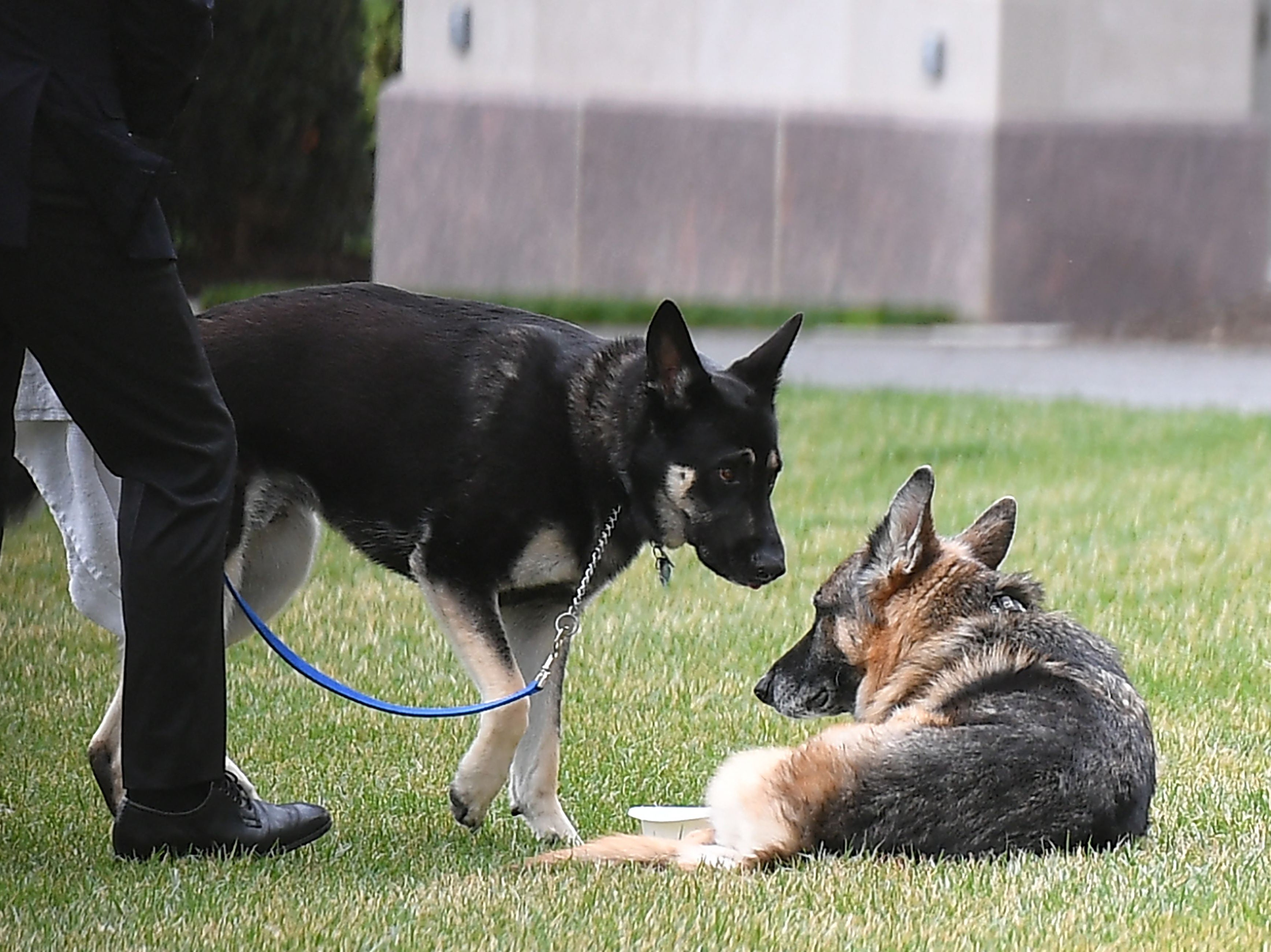 Uno de los perros del presidente Biden, acusado de hacer sus necesidades en el piso de la Casa Blanca