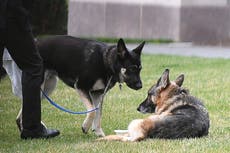 Uno de los perros del presidente Biden, acusado de hacer sus necesidades en el piso de la Casa Blanca