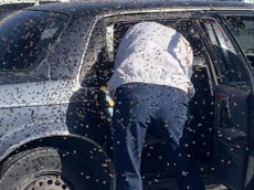 Hombre encuentra 15.000 abejas en el asiento trasero de su carro en Nuevo México