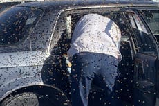 Hombre encuentra 15.000 abejas en el asiento trasero de su carro en Nuevo México
