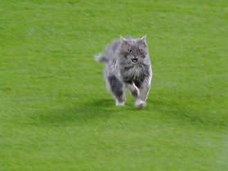 <p>Algunos usuarios apoyaron al felino en su sorpresiva aparición en solitario, mientras que otros se preocuparon por su seguridad</p>