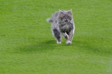 Gato irrumpe en el juego entre Dodgers y Rockies y las Grandes Ligas bromean en Twitter sobre su aparición