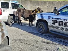 Vaca se cae del remolque y corre por la concurrida autopista de Georgia antes de ser atada por las autoridades