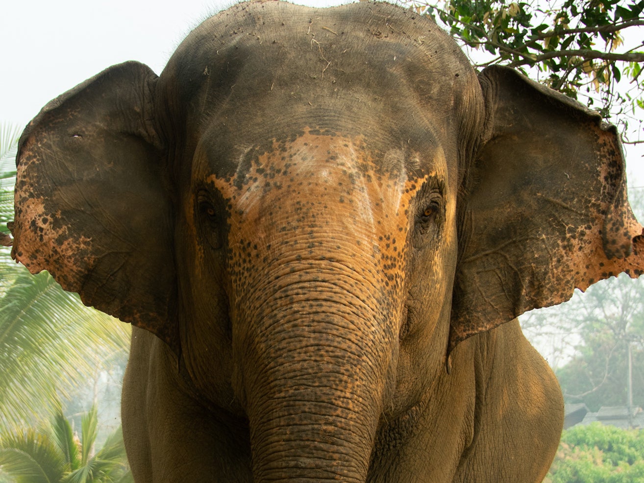 De acuerdo al American Wildlife Foundation (AWF), los elefantes asiáticos pueden vivir hasta 56 años en la naturaleza; mientras que sus contrapartes cautivos viven solo alrededor de 17.