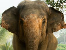 “Big Boy”, el elefante rescatado del circo que vivirá una segunda oportunidad en un santuario