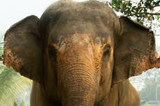 “Big Boy”, el elefante rescatado del circo que vivirá una segunda oportunidad en un santuario