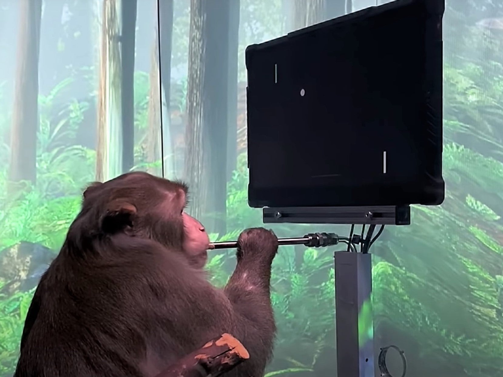 El mono de Neuralink fue capaz de mover la pala virtual de Pong con solo pensarlo