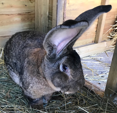 El ‘conejo más grande del mundo’ robado del jardín de su propietario