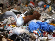 Partículas de plástico dan la vuelta al mundo, revela estudio sobre contaminación
