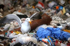 Partículas de plástico dan la vuelta al mundo, revela estudio sobre contaminación
