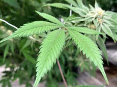 Más de un tercio de entidades en Estados Unidos avalan legalización de marihuana