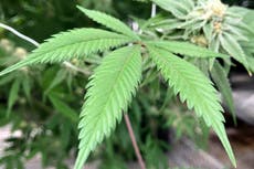 Más de un tercio de entidades en Estados Unidos avalan legalización de marihuana