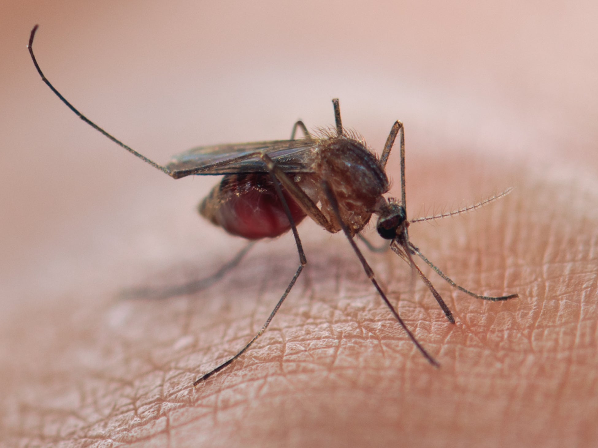 La malaria se propaga debido a los parásitos que se albergan en los intestinos de los mosquitos