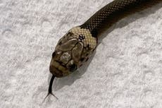 Hombre en Australia encuentra serpiente en lechuga del súper