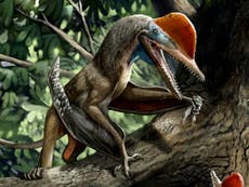 Monkeydactyl; descubierto el primer dinosaurio volador con pulgares oponibles