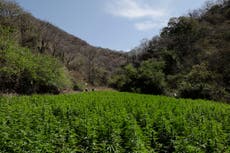 México: preocupa a cultivadores legalización de marihuana