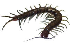 Descubren nueva especie de ciempiés anfibio; lleva nombre de dios dragón