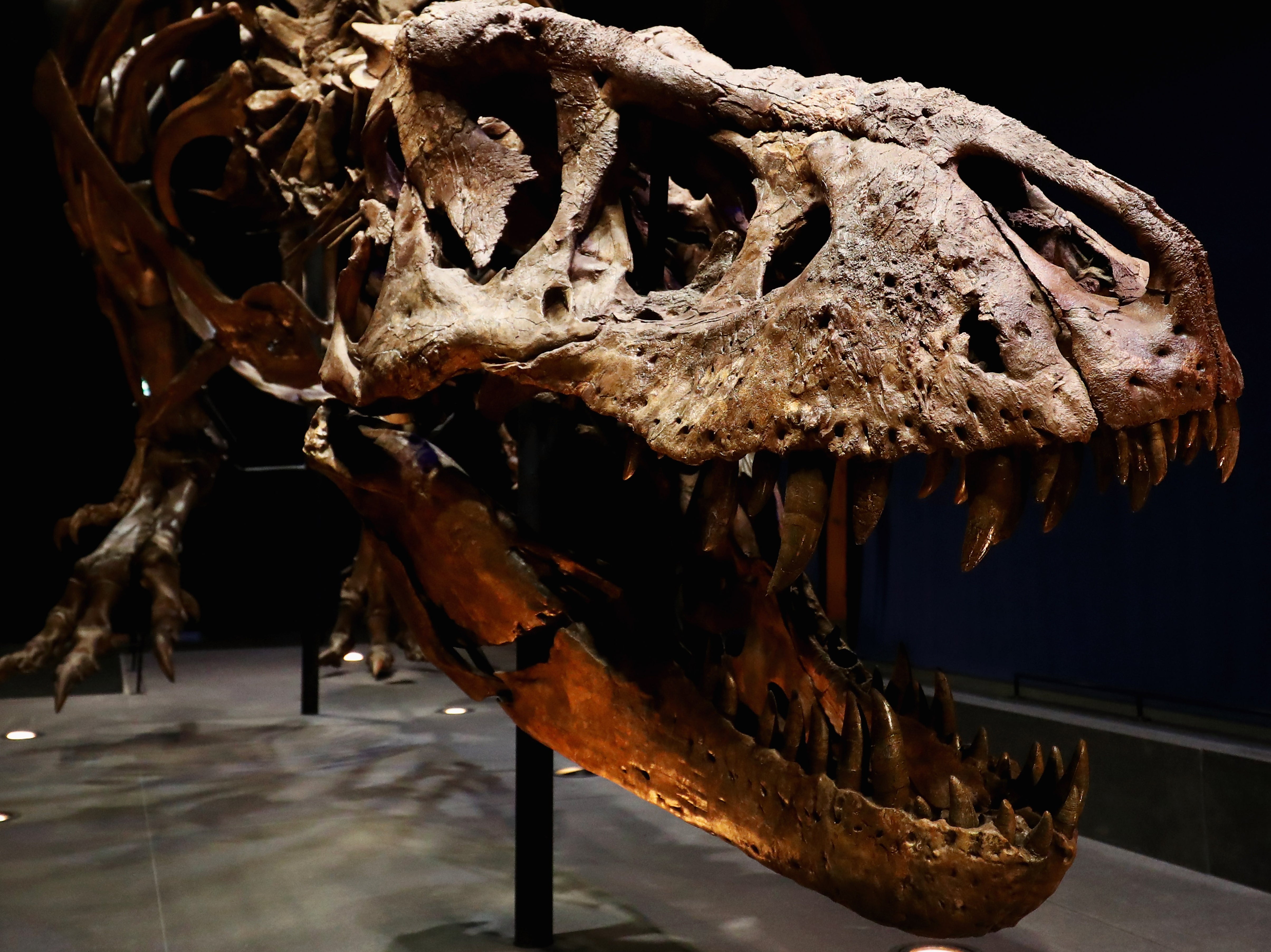El esqueleto de un tiranosaurio rex desenterrado en Montana en 2013 y expuesto en el Museo de Historia Natural de Leiden en los Países Bajos.