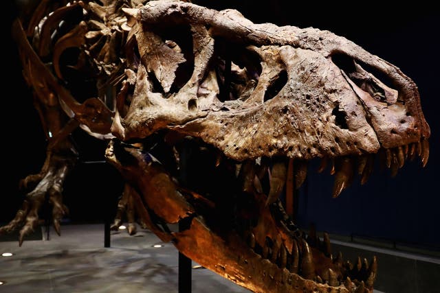 <p>El esqueleto de un tiranosaurio rex desenterrado en Montana en 2013 y expuesto en el Museo de Historia Natural de Leiden en los Países Bajos.</p>
