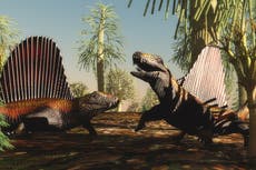 La mayor extinción masiva de la Tierra ocurrió 10 veces más rápido en los océanos, encuentra un estudio