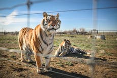 Documental de Netflix inspira una ley que prohíba que tigres y leones vivan en cautiverio