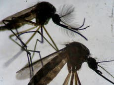 Liberarán mosquitos modificados genéticamente en Florida, como parte de un experimento