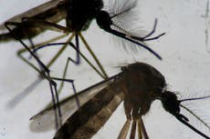 Liberarán mosquitos modificados genéticamente en Florida, como parte de un experimento