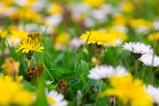 El impacto del cambio climático ha afectado la vida silvestre del Reino Unido con sequías primaveras y poca polinización