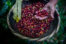 Cambio climático podría permitir a los agricultores de Florida cultivar granos de café
