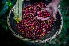 Cambio climático podría permitir a los agricultores de Florida cultivar granos de café