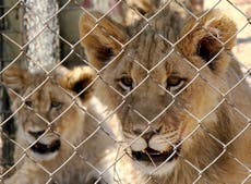 Sudáfrica pondría fin a la industria de los leones cautivos