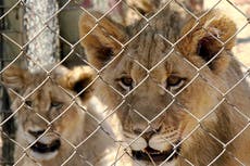 Sudáfrica pondría fin a la industria de los leones cautivos