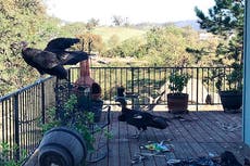 Varios cóndores causan caos en casa de mujer en California