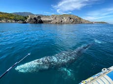 Científicos están preocupados por ver morir de hambre a la ballena Wally, perdida en el Mediterráneo
