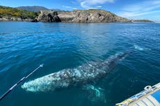 Científicos están preocupados por ver morir de hambre a la ballena Wally, perdida en el Mediterráneo