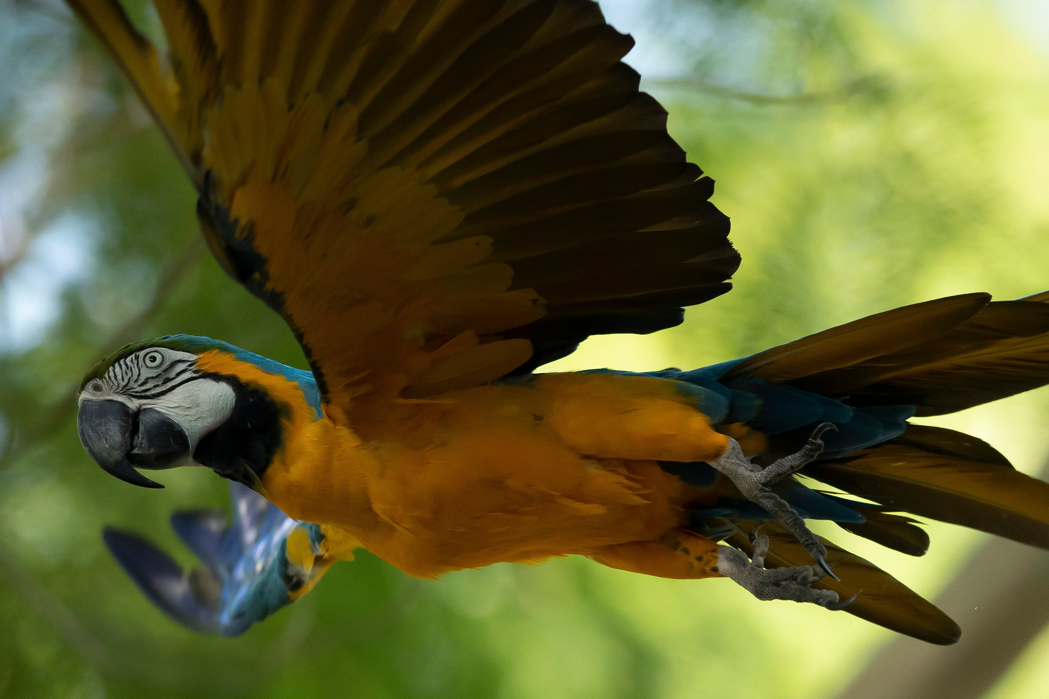 REP-GEN BRASIL-GUACAMAYO