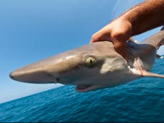Miles de tiburones “capturados ilegalmente por barcos de pesca no detectados” en aguas británicas protegidas