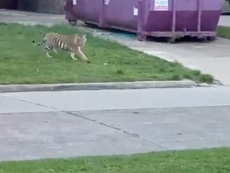 La policía cree que el tigre de Houston se está paseando en secreto por las casas de seguridad