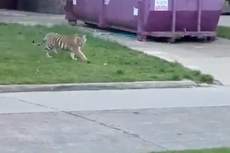 La policía cree que el tigre de Houston se está paseando en secreto por las casas de seguridad