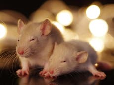Científicos reprograman cerebro de ratones y los convierten instantáneamente en amigos